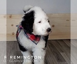 Small Photo #7 Sheepadoodle Puppy For Sale in SEYMOUR, MO, USA