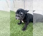 Small #11 French Bulldog