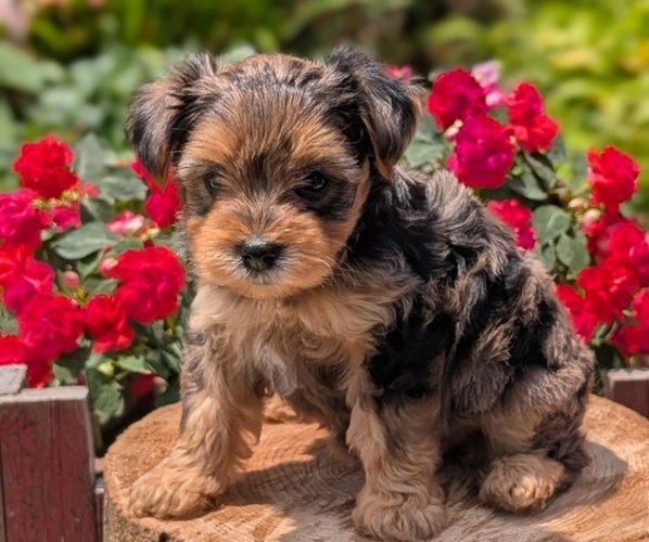 Medium Photo #20 Yorkipoo Puppy For Sale in GOSHEN, IN, USA