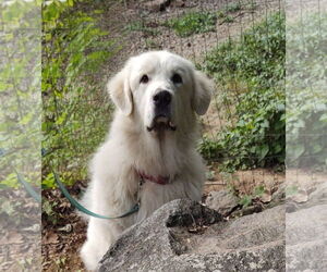 Great Pyrenees Dogs for adoption in Croydon, NH, USA