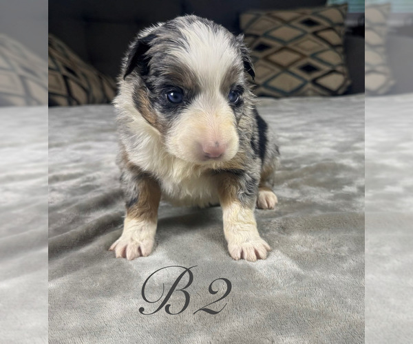 Medium Photo #13 Australian Shepherd Puppy For Sale in SALISBURY, NC, USA