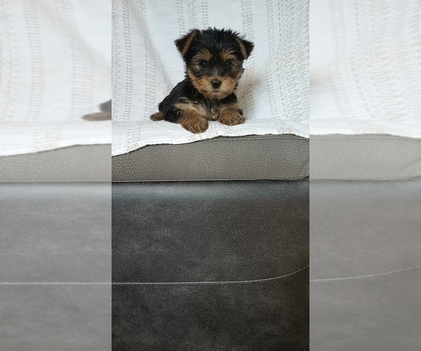 Medium Photo #1 Yorkshire Terrier Puppy For Sale in BENSON, NC, USA