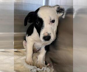 Mutt Dogs for adoption in Salisbury, NC, USA