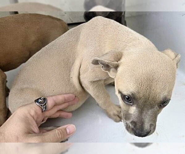 Medium Photo #1 Mutt Puppy For Sale in Houston, TX, USA