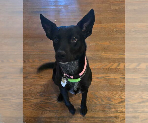 Medium Photo #3 Border Collie-Unknown Mix Puppy For Sale in Salt Lake City, UT, USA