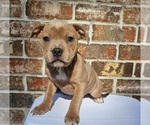 Small Photo #4 Staffordshire Bull Terrier Puppy For Sale in HOUSTON, TX, USA