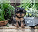 Small Photo #21 Yorkshire Terrier Puppy For Sale in QUARRYVILLE, PA, USA