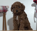 Small Photo #26 Poodle (Miniature) Puppy For Sale in GOSHEN, IN, USA