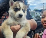 Small #3 Siberian Husky
