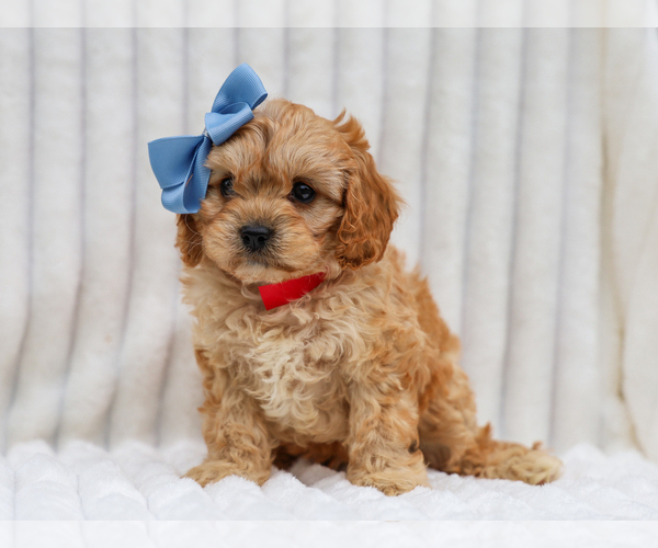 Medium Photo #4 Cavapoo (Miniature) Puppy For Sale in LIBERTY, KY, USA