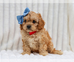 Small #3 Cavapoo (Miniature)