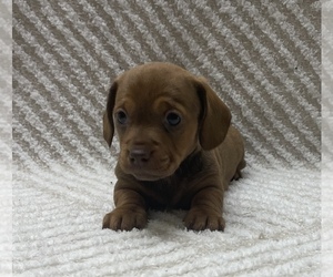 Dachshund Puppy for sale in ADAIRSVILLE, GA, USA