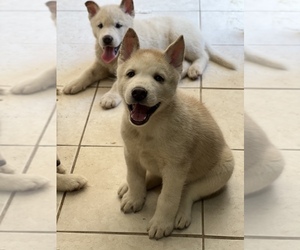 Siberian Husky Puppy for sale in COMPTON, CA, USA
