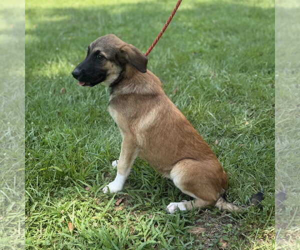 Medium Photo #6 Mutt Puppy For Sale in Yardley, PA, USA