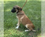 Small #5 Mutt
