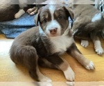 Puppy Comet Australian Shepherd