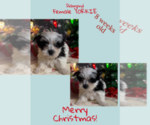 Small Photo #4 Yorkshire Terrier Puppy For Sale in AZLE, TX, USA