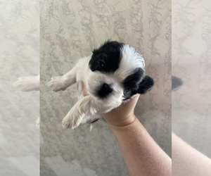 Shih Tzu Puppy for sale in HAWTHORNE, FL, USA