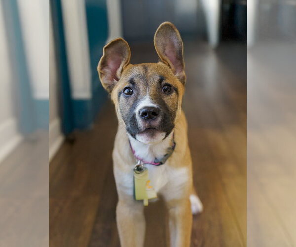 Medium Photo #2 Shepradors Puppy For Sale in Princeton, MN, USA