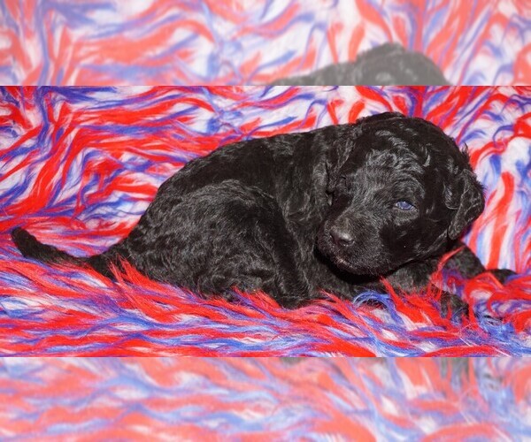 Medium Photo #1 Labradoodle Puppy For Sale in LA HABRA, CA, USA