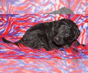 Labradoodle Puppy for sale in LA HABRA, CA, USA