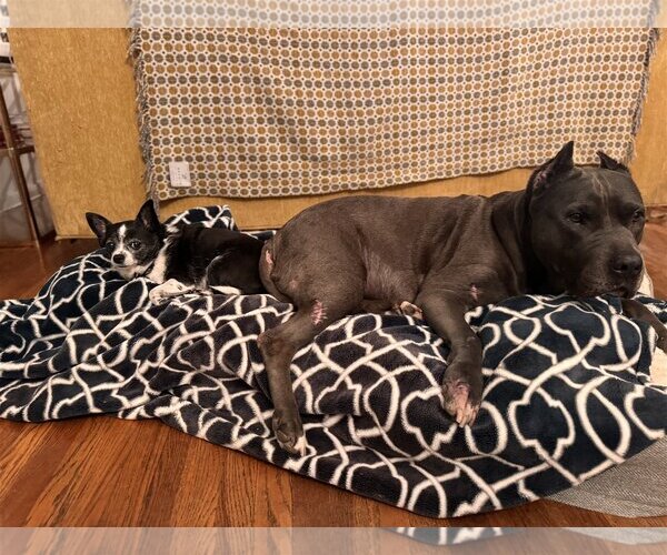 Medium Photo #5 American Pit Bull Terrier Puppy For Sale in  Ramona, CA, USA