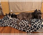 Small #4 American Pit Bull Terrier