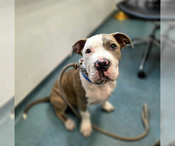 Medium Photo #1 Mutt Puppy For Sale in Long Beach, CA, USA