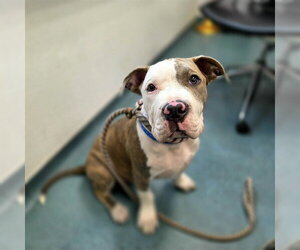 Mutt Dogs for adoption in Long Beach, CA, USA