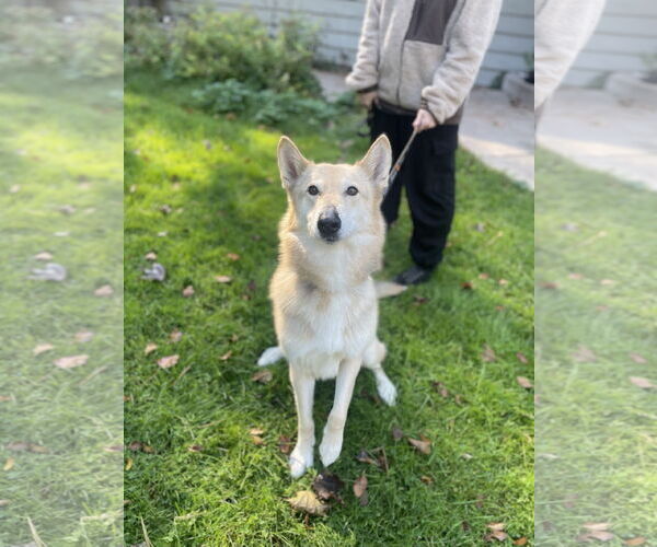 Medium Photo #1 Siberian Husky-Unknown Mix Puppy For Sale in St. Cloud, MN, USA