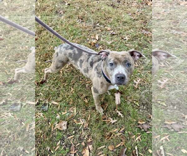 Medium Photo #1 Mutt Puppy For Sale in Rockville, MD, USA