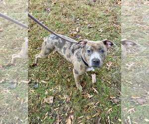 Mutt Dogs for adoption in Rockville, MD, USA