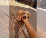 Small #8 Golden Retriever Mix