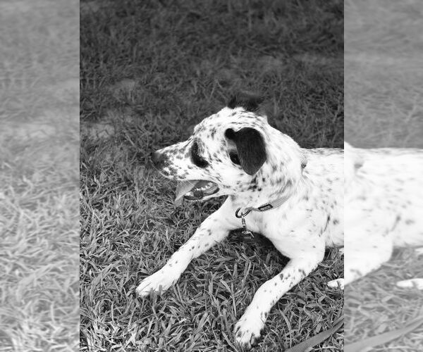 Medium Photo #5 Dalmatian-Unknown Mix Puppy For Sale in Cromwell, KY, USA