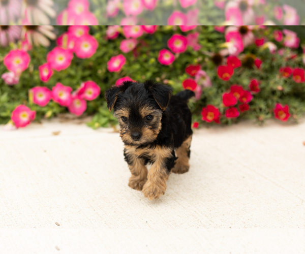Medium Photo #4 Yorkshire Terrier Puppy For Sale in NAPPANEE, IN, USA