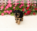 Small #3 Yorkshire Terrier