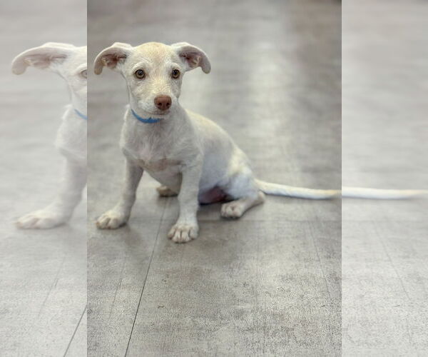 Medium Photo #2 Dachshund-Unknown Mix Puppy For Sale in PIPE CREEK, TX, USA