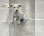 Small #1 Dachshund Mix