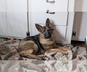 German Shepherd Dog Puppy for sale in NORTH AURORA, IL, USA