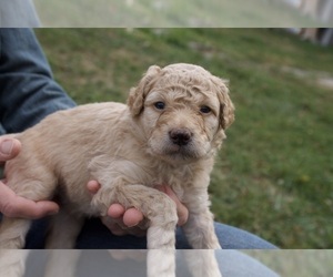 Aussiedoodle-Poodle (Standard) Mix Puppy for sale in CO BLUFFS, IA, USA