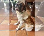 Small #2 Saint Bernard