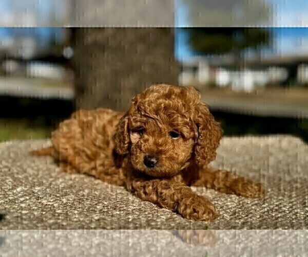 Medium Photo #23 Goldendoodle (Miniature) Puppy For Sale in HALTOM CITY, TX, USA