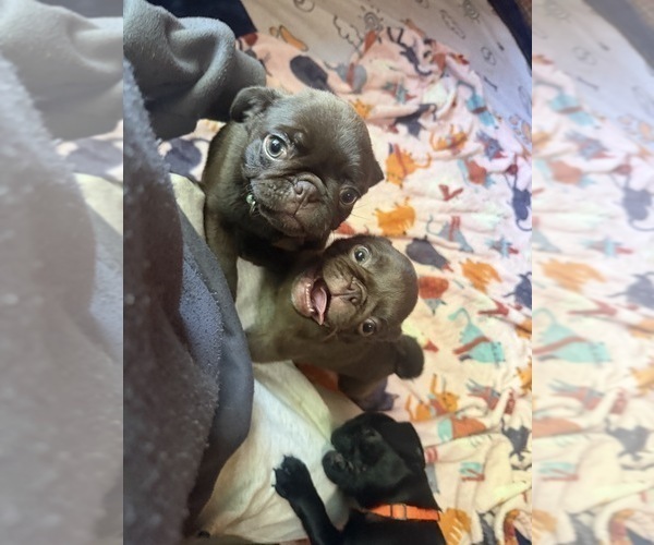 Medium Photo #6 Pug Puppy For Sale in BLOOMINGTON, IL, USA