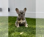Small #1 French Bulldog