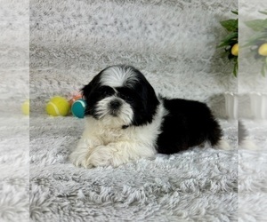 Shih Tzu Puppy for sale in GREENFIELD, IN, USA