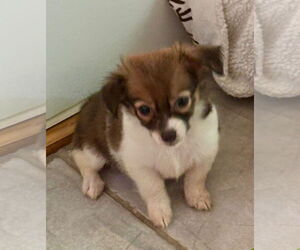 Chihuahua-Unknown Mix Dogs for adoption in Holly Springs, NC, USA