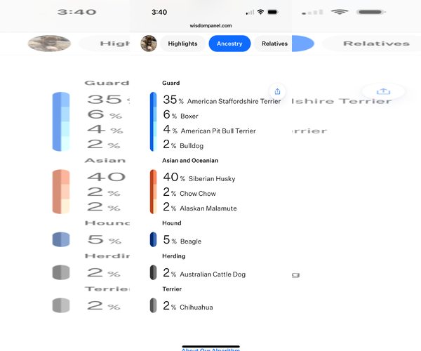 Medium Photo #2 American Staffordshire Terrier-Siberian Husky Mix Puppy For Sale in Chester, VA, USA