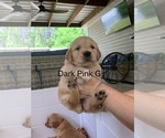 Small #5 Golden Retriever