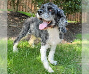 Angel - Female Cocker Spaniel Dog for Adoption - Photo #2