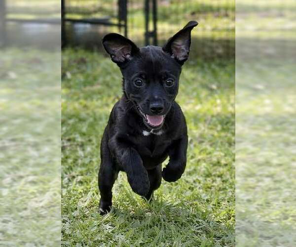 Medium Photo #1 Dachsador Puppy For Sale in Pompano Beach , FL, USA